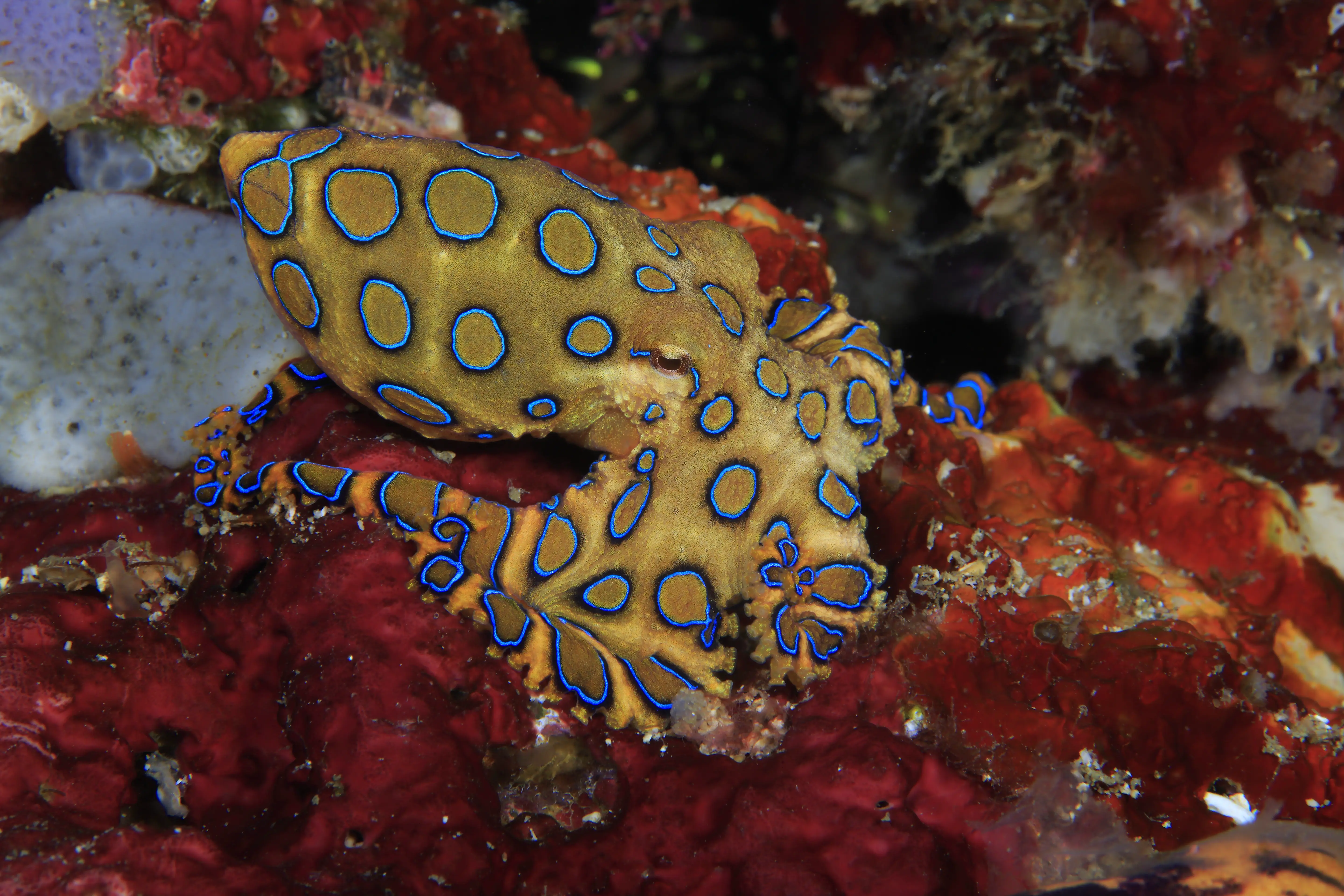 Anilao Macro Dive Media Highlight